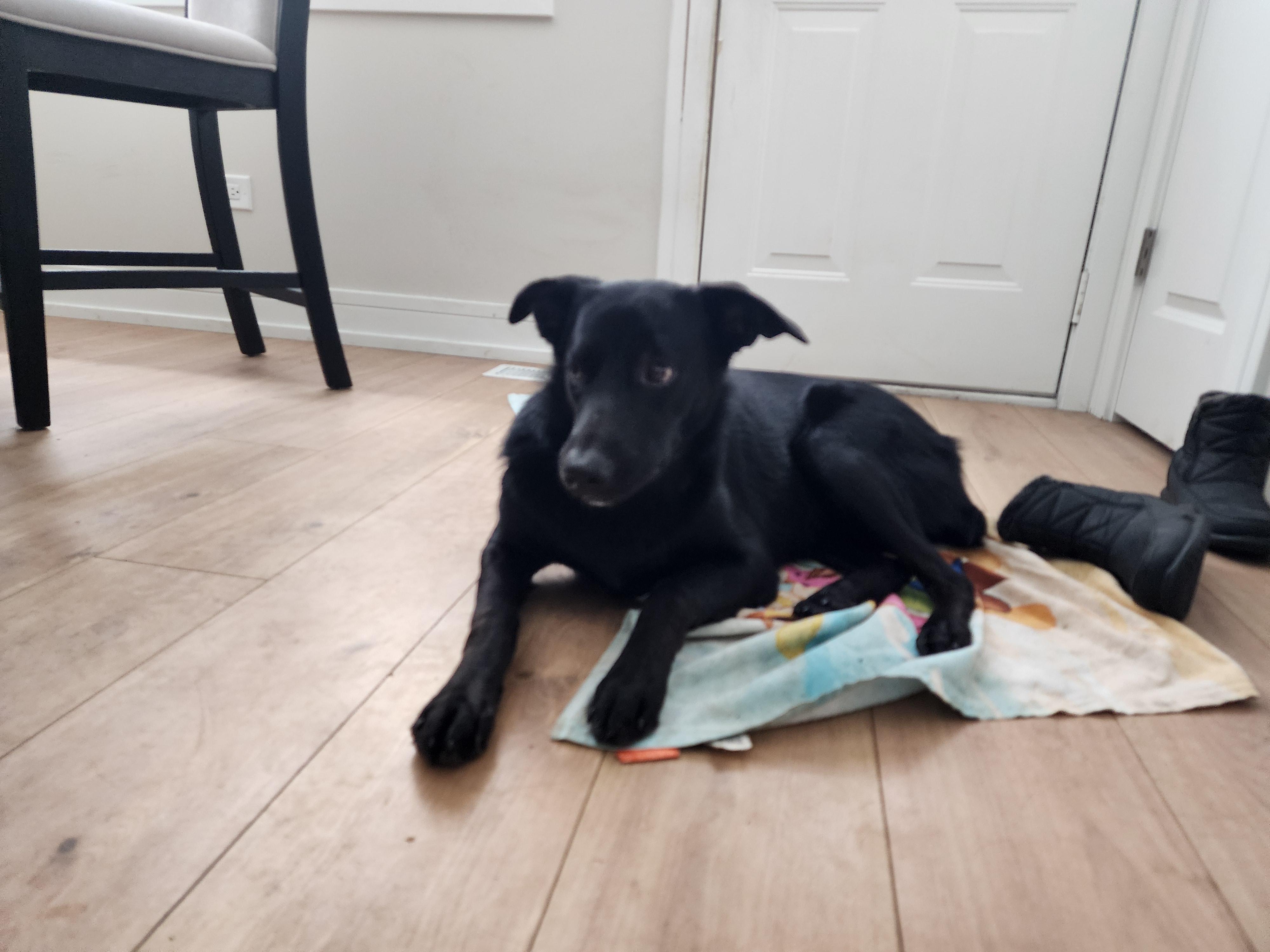 Enlarge Raven, an adopted mixed breed in Aurora, IL image 4/4