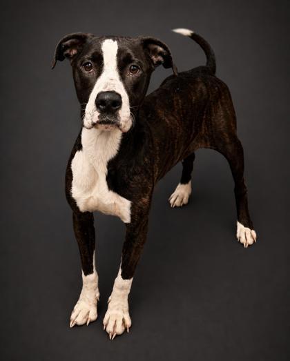 Jill, Adoptable, Adult Female Pit Bull Terrier & Mixed Breed.