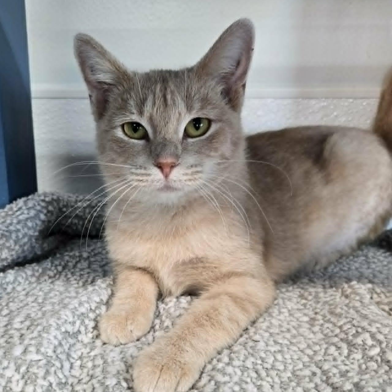 Enlarge Gloria, a Adopted Domestic Short Hair in Watertown, WI image 1/6