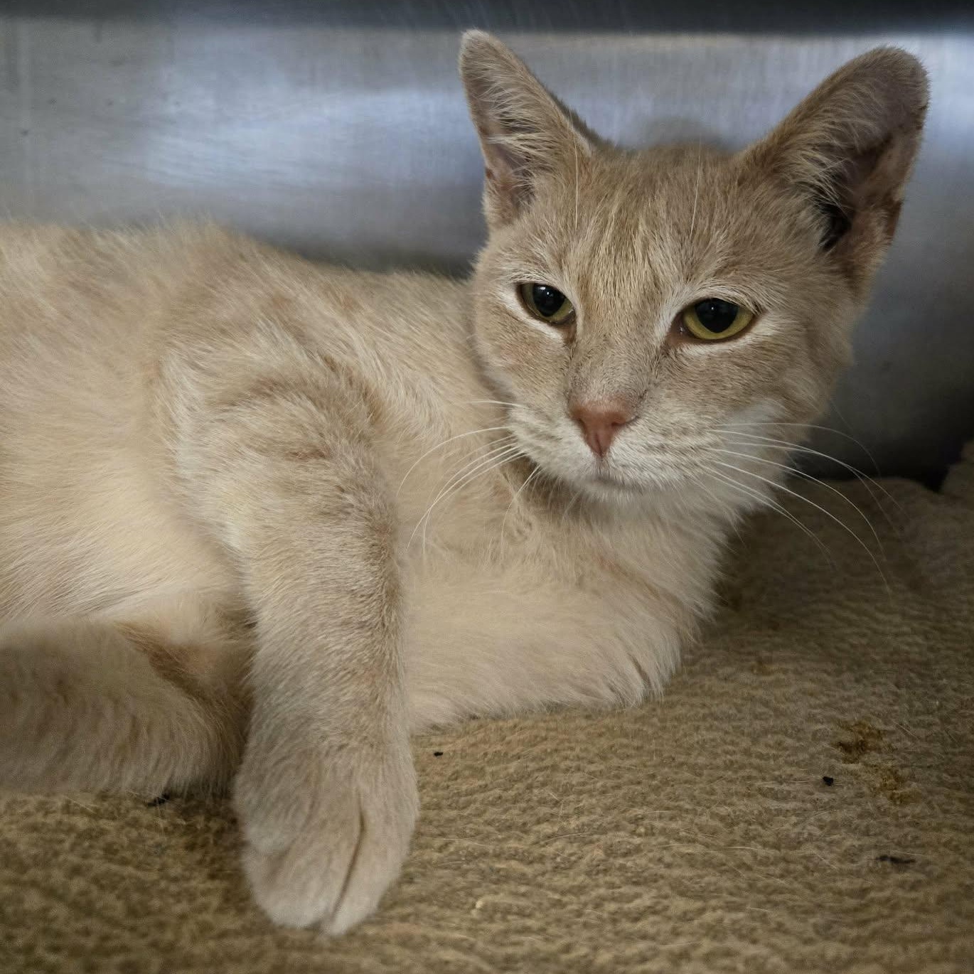 Enlarge Gloria, a Adopted Domestic Short Hair in Watertown, WI image 4/6