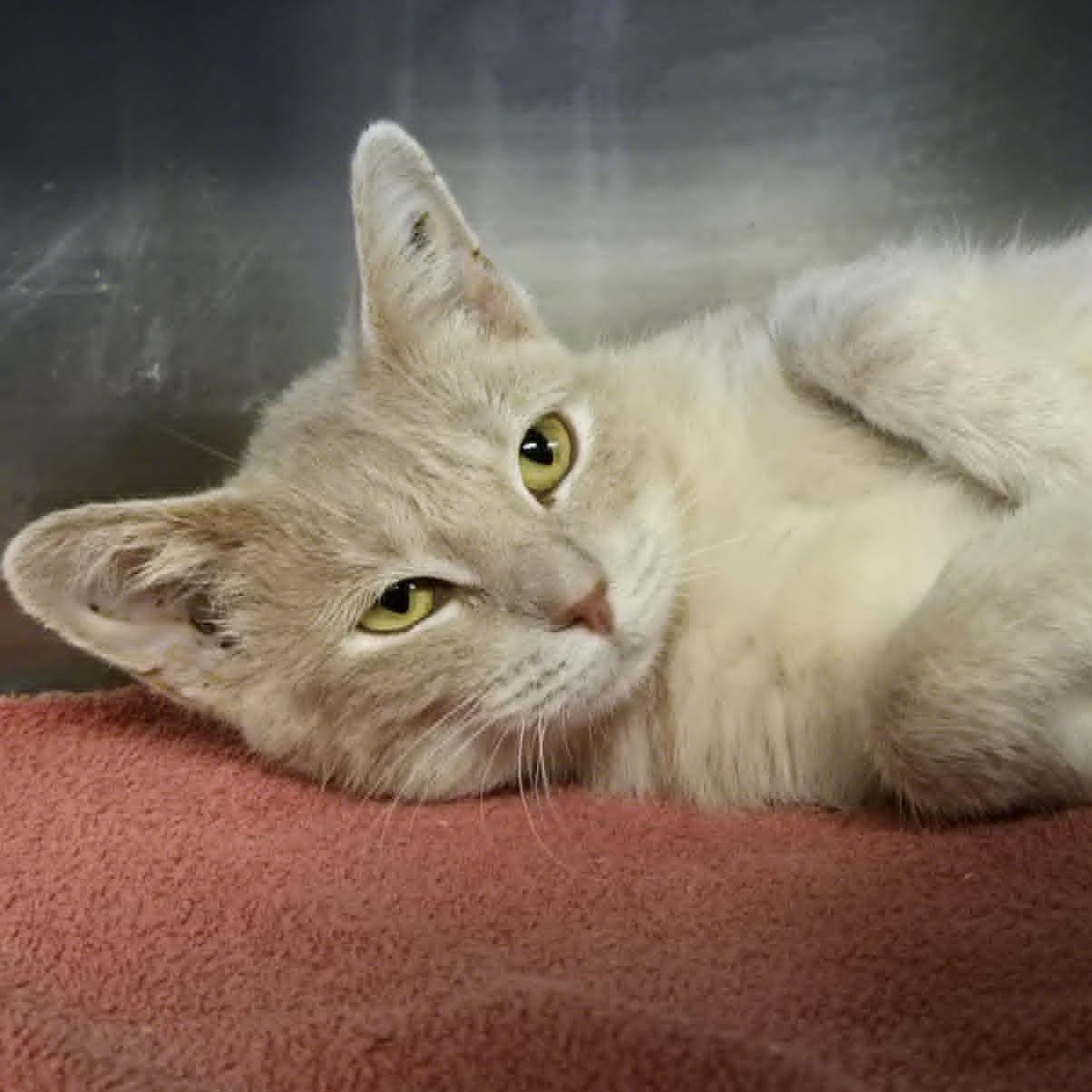 Enlarge Gloria, a Adopted Domestic Short Hair in Watertown, WI image 3/6