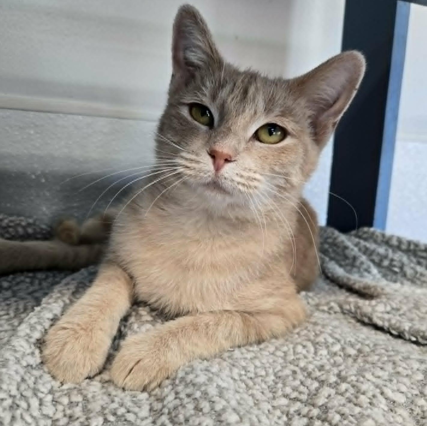 Enlarge Gloria, a Adopted Domestic Short Hair in Watertown, WI image 2/6