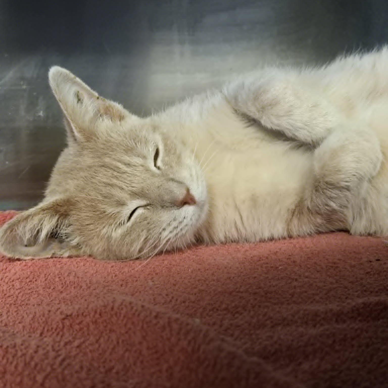 Enlarge Gloria, a Adopted Domestic Short Hair in Watertown, WI image 6/6