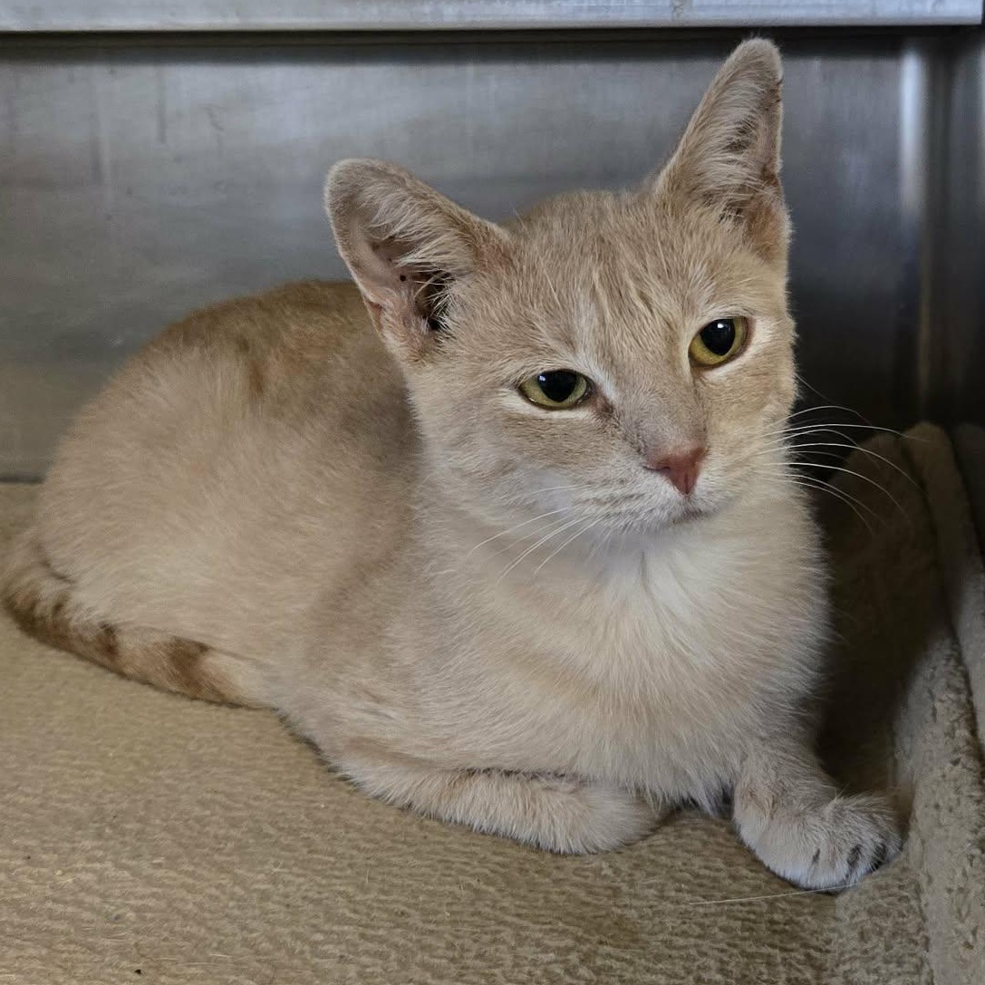 Enlarge Gloria, a Adopted Domestic Short Hair in Watertown, WI image 5/6
