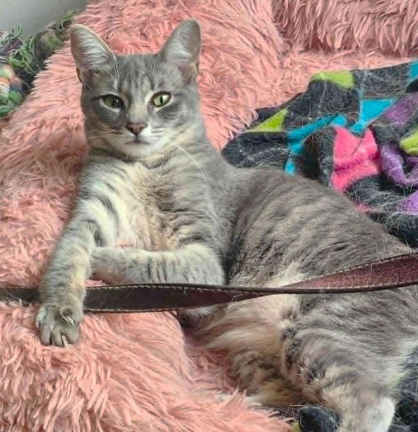 Hailey, ADOPTABLE, Young Female Domestic Short Hair & Tabby.