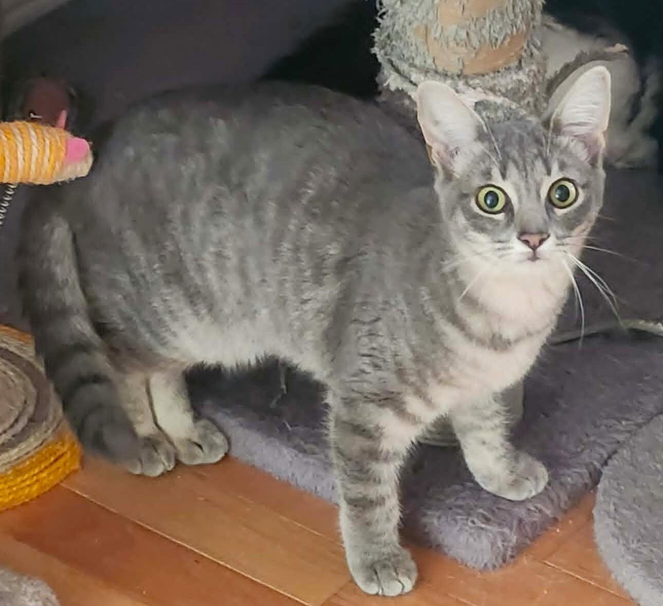 Enlarge Hailey, a ADOPTABLE mixed breed in Chertsey, QC image 2/6