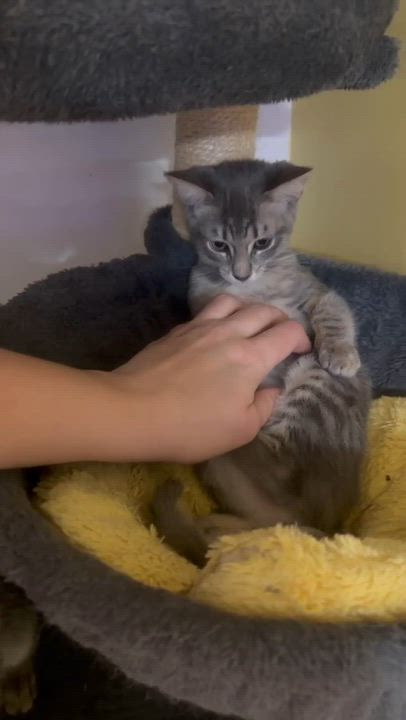 Enlarge Hailey, a ADOPTABLE mixed breed in Chertsey, QC video 6/6