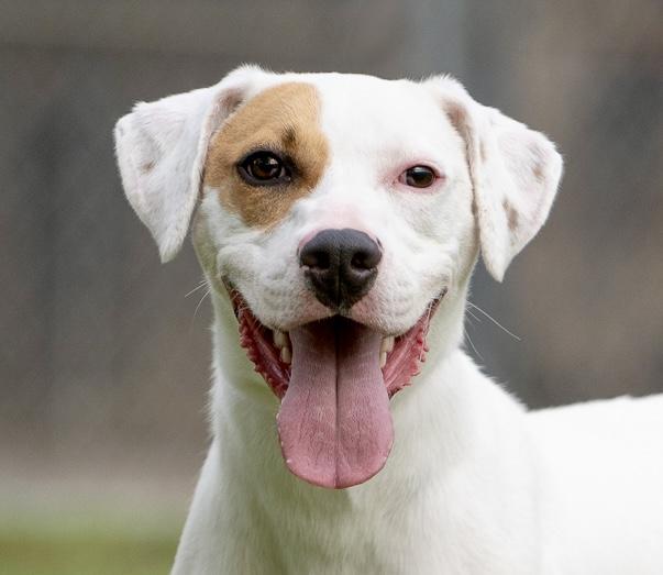 Macoun, Young Male American Staffordshire Terrier