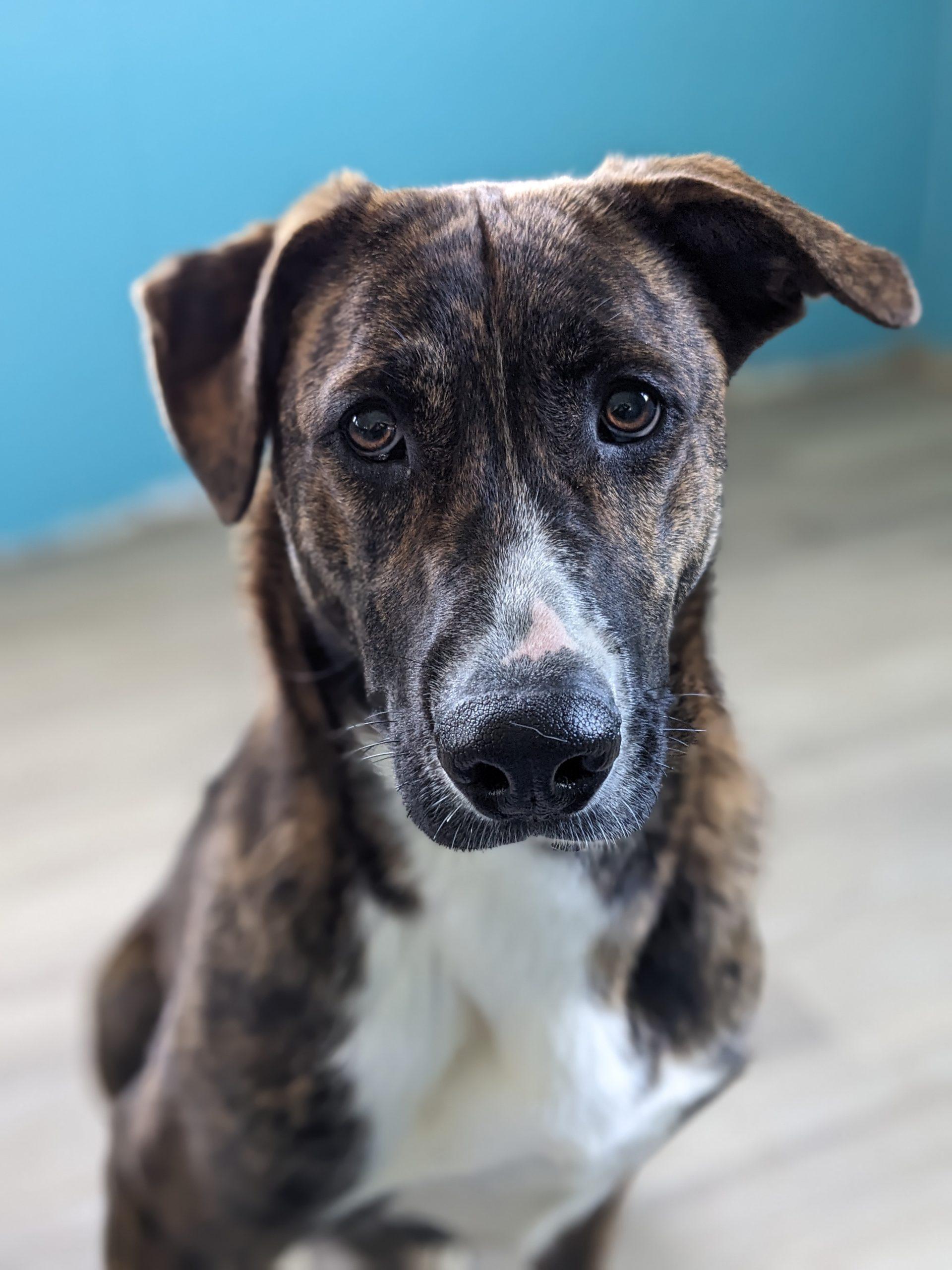 Enlarge Zora, a Adoptable mixed breed in Leesburg, AL image 1/2