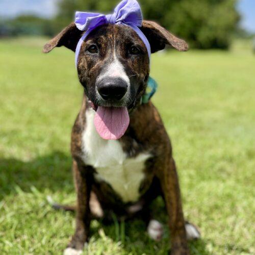 Zora, Adoptable, Young Female Cattle Dog & Labrador Retriever.