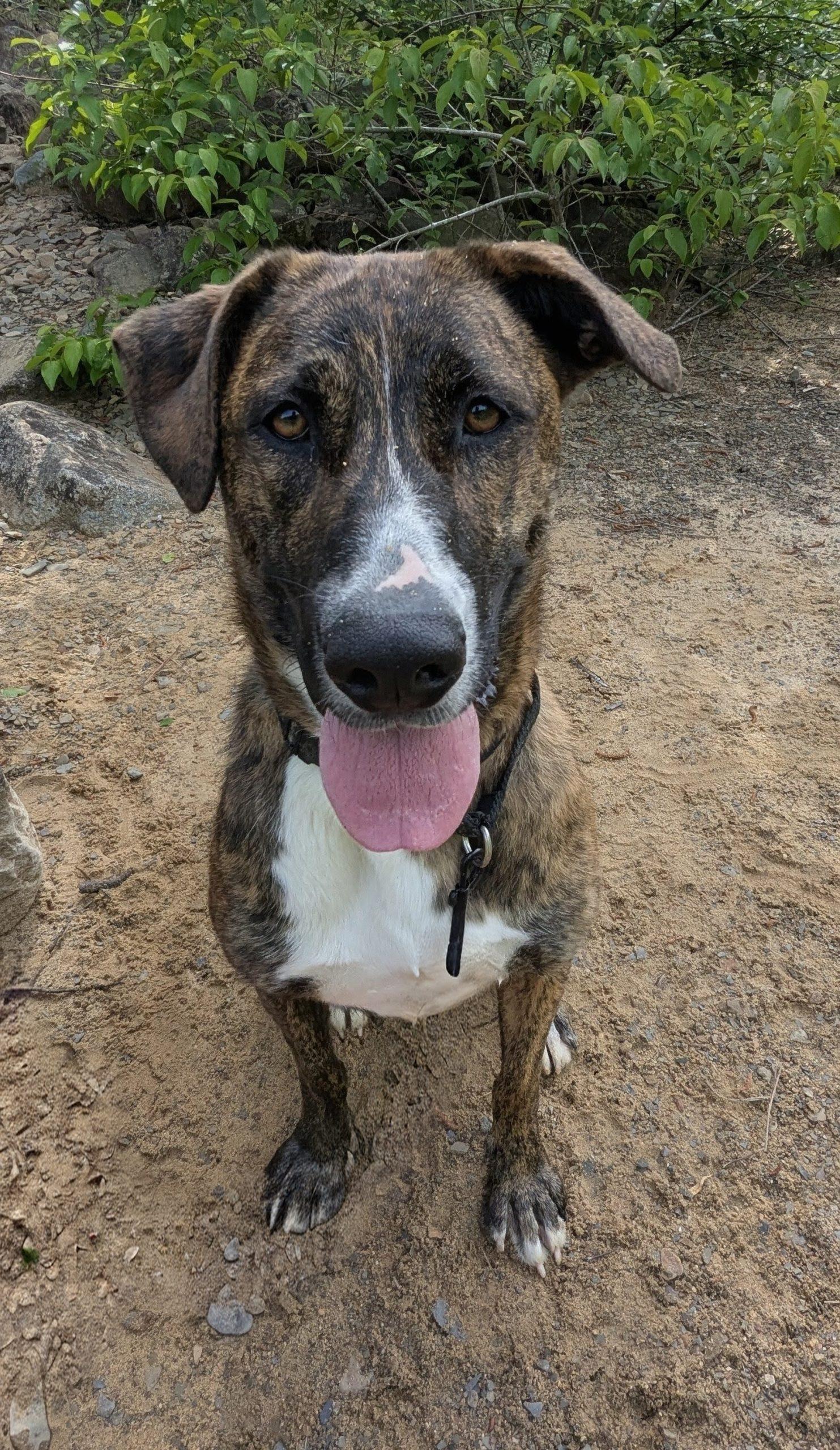 Enlarge Zora, a Adoptable mixed breed in Leesburg, AL image 2/3
