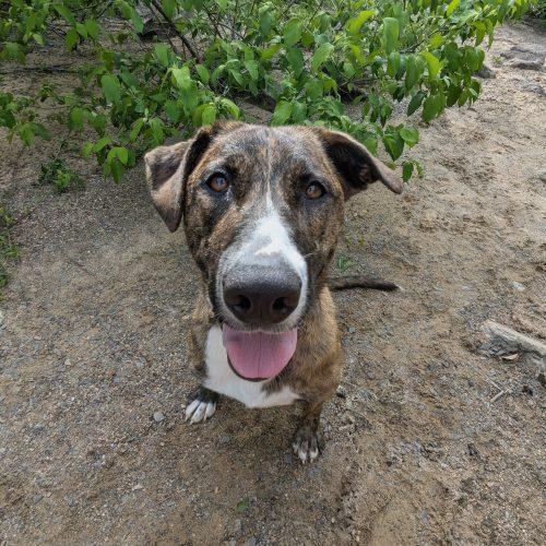 Enlarge Zora, a Adoptable mixed breed in Leesburg, AL image 3/3