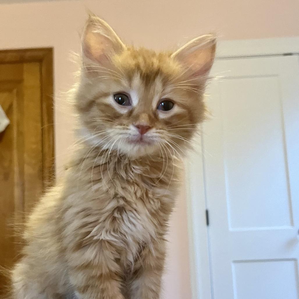 Cardinal, Baby Male Domestic Long Hair