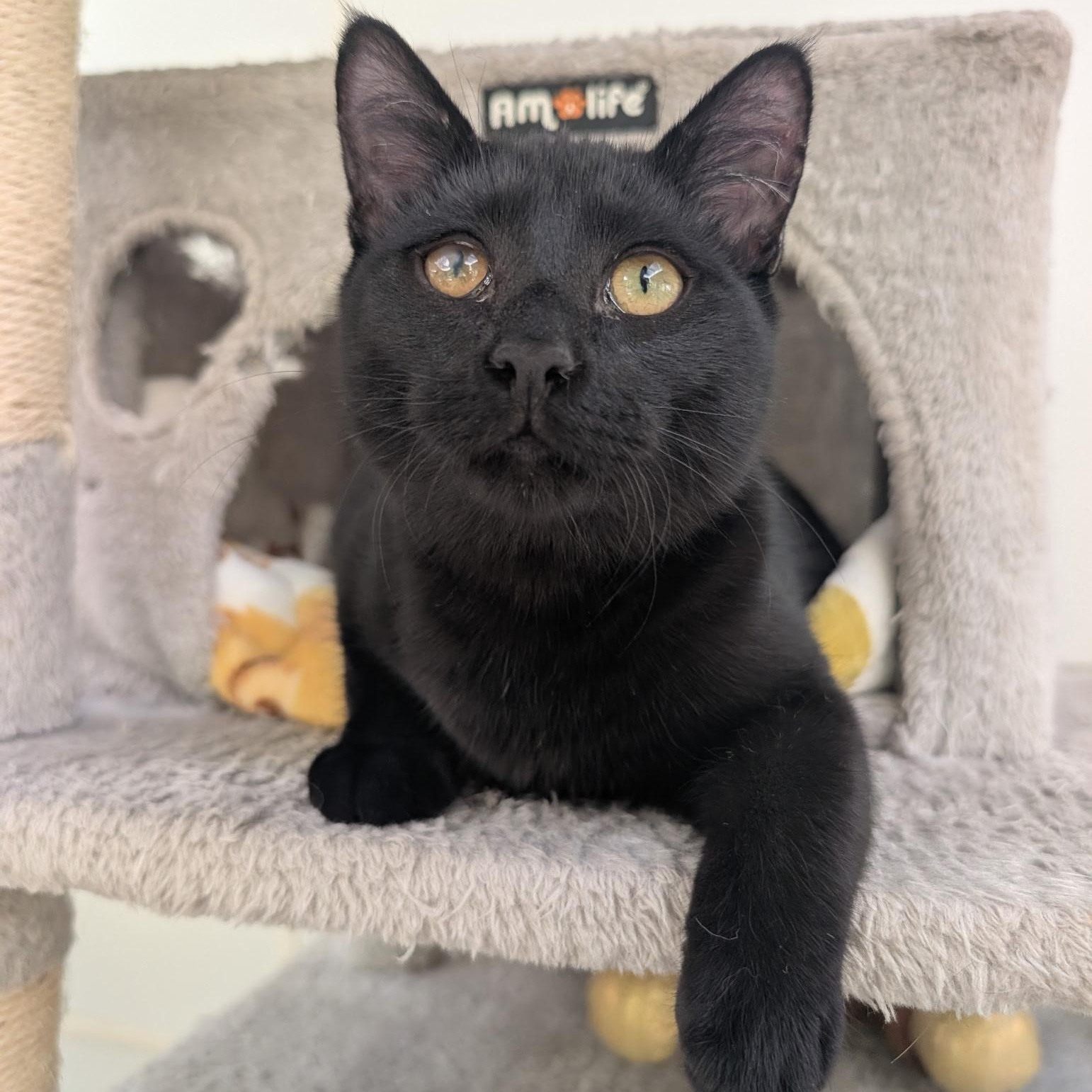 Peregrin, Adoptable, Young Male Domestic Short Hair.