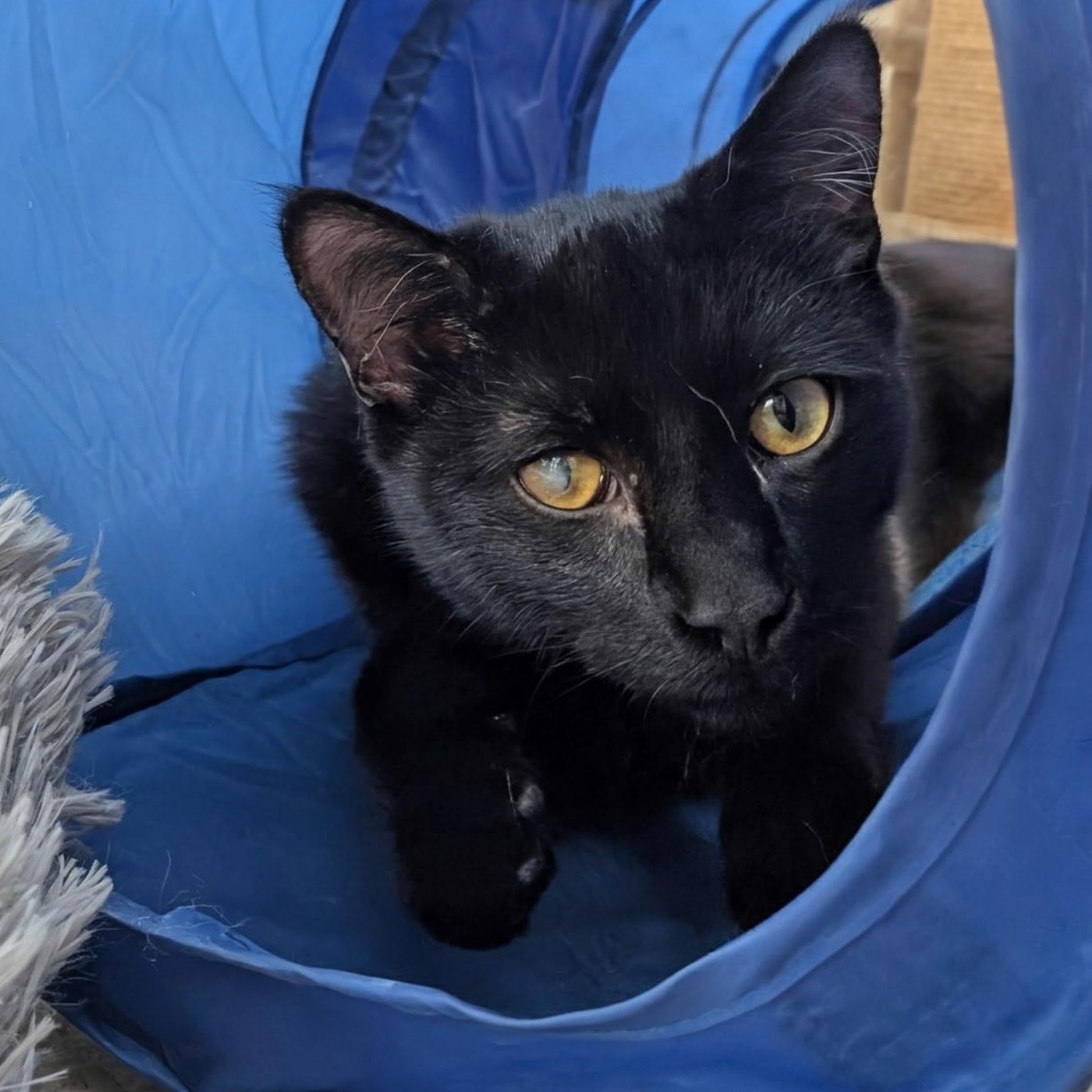 Enlarge Peregrin, a Adoptable Domestic Short Hair in Waynesville, NC image 2/2