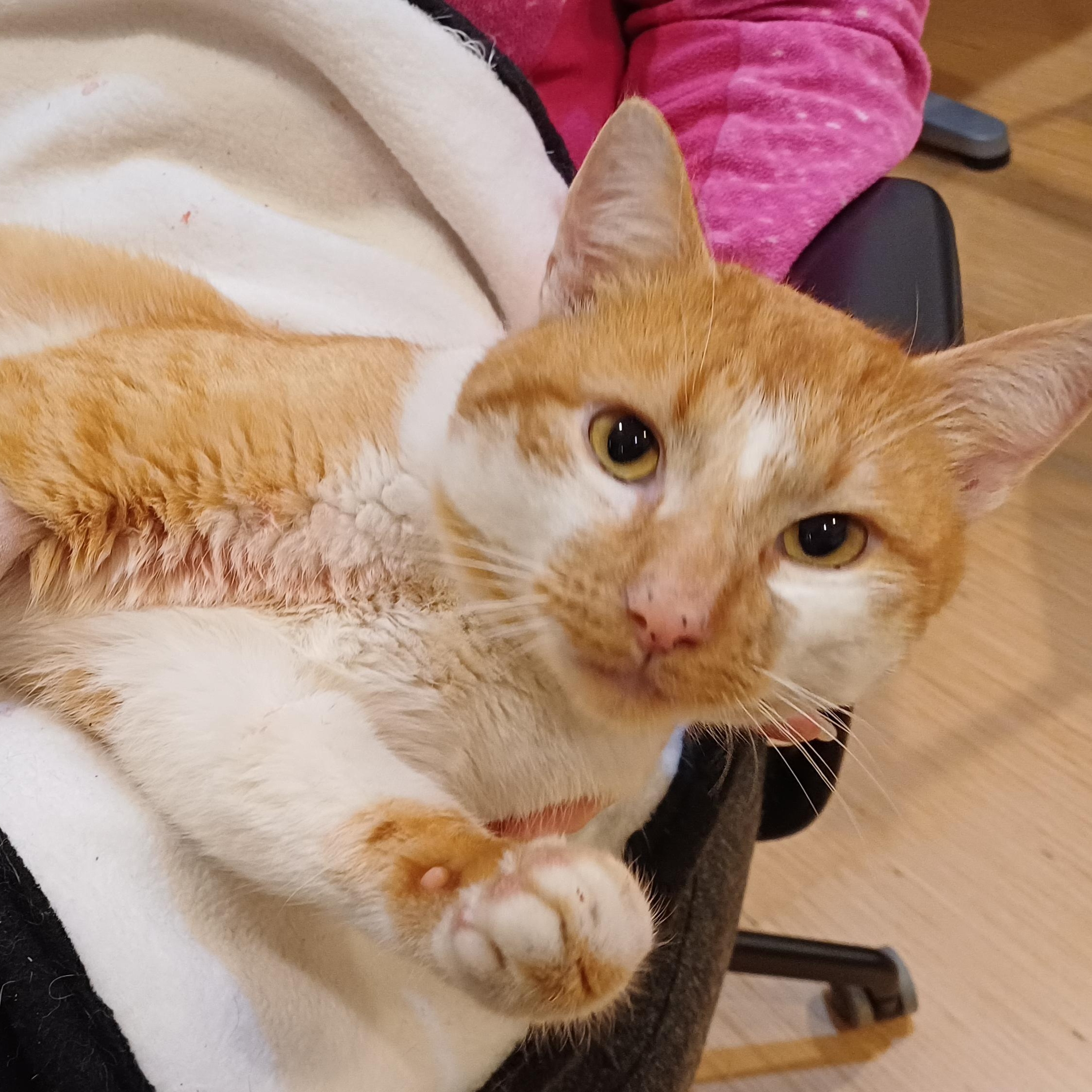 Mr. OJ, ADOPTABLE, Young Male Domestic Short Hair.