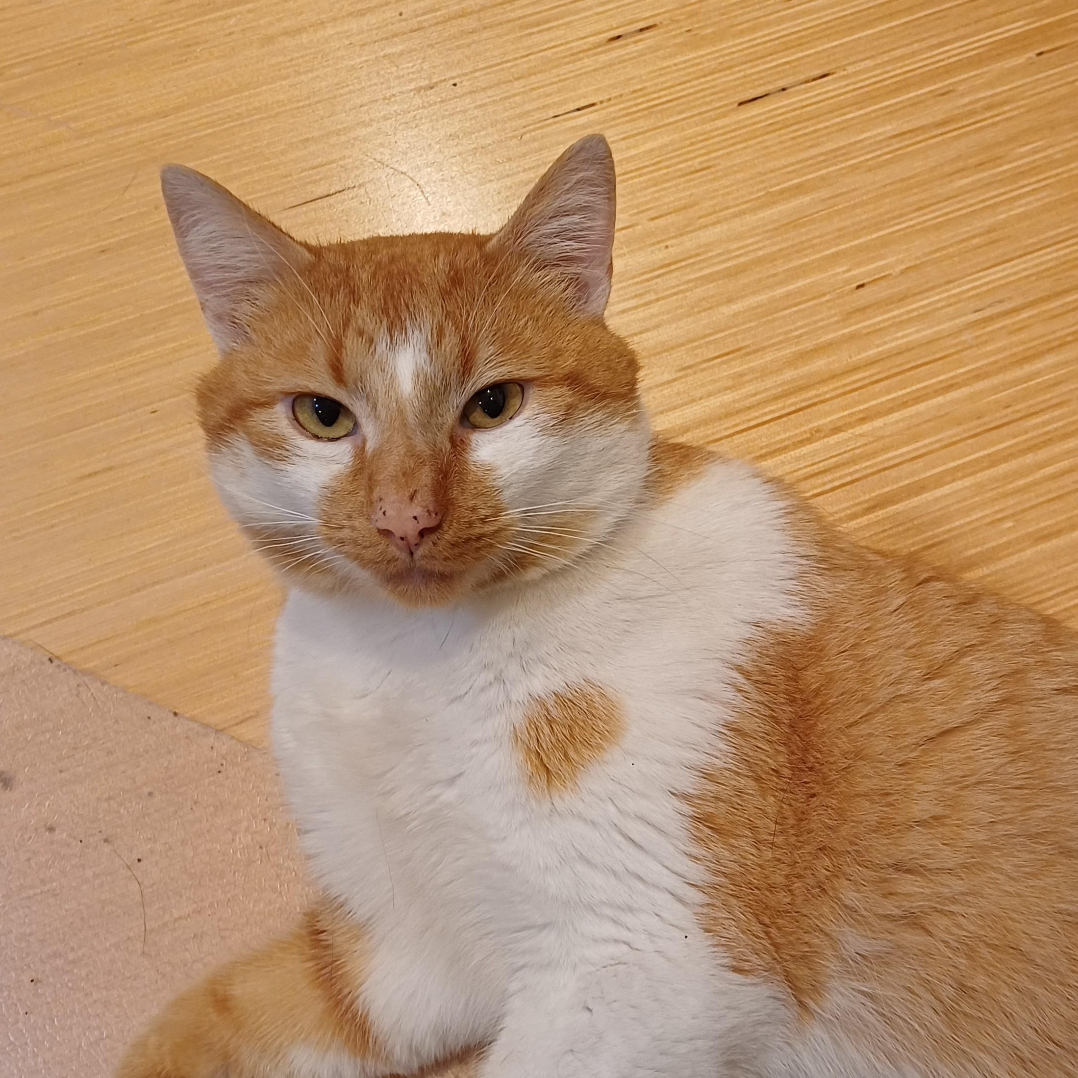 Enlarge Mr. OJ, a ADOPTABLE Domestic Short Hair in Renton , WA image 2/6