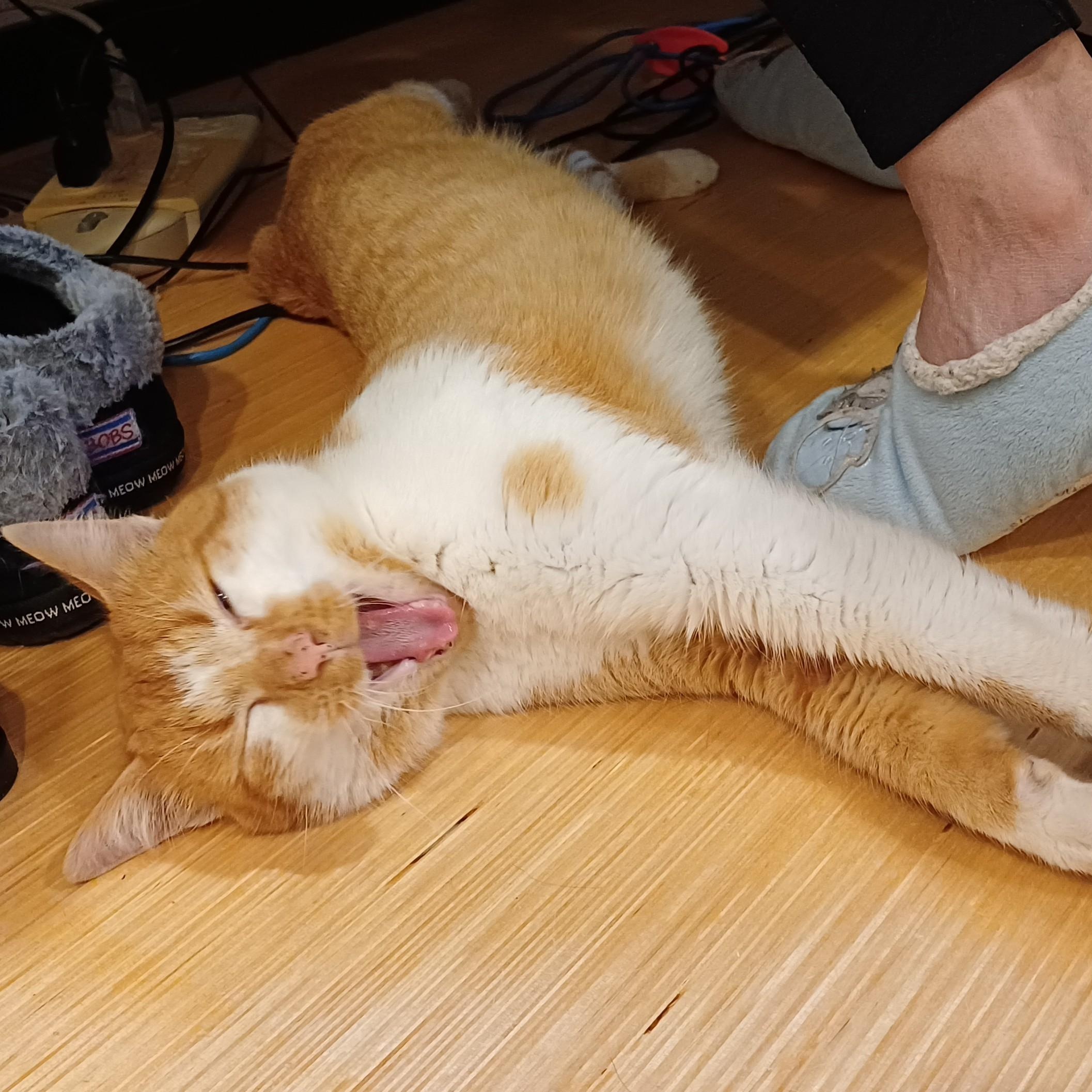 Enlarge Mr. OJ, a ADOPTABLE Domestic Short Hair in Renton , WA image 5/6