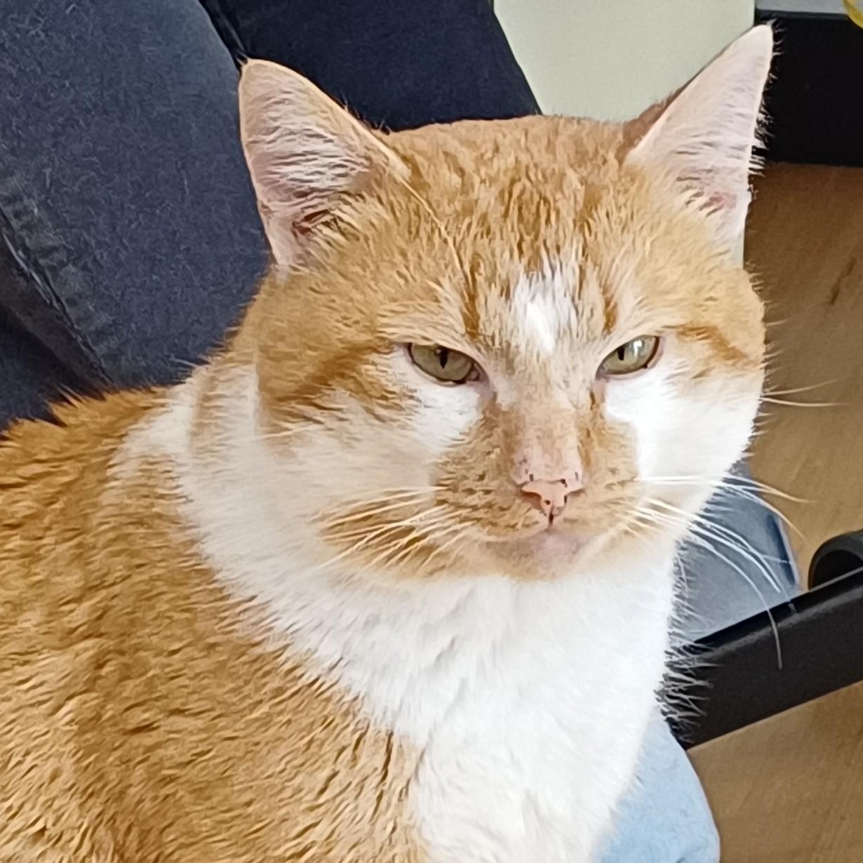 Enlarge Mr. OJ, a ADOPTABLE Domestic Short Hair in Renton , WA image 3/6