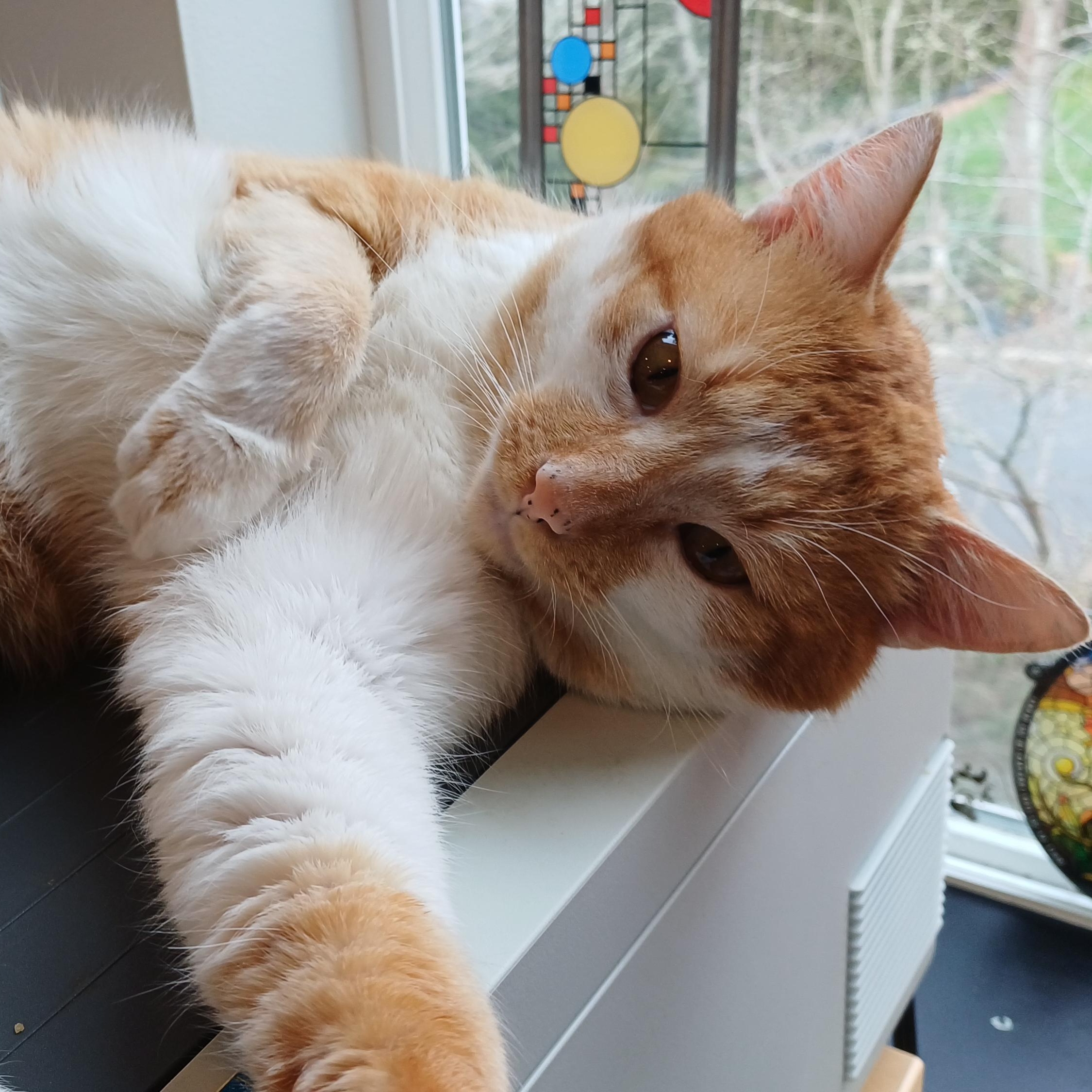 Mr. OJ, ADOPTABLE, Young Male Domestic Short Hair.