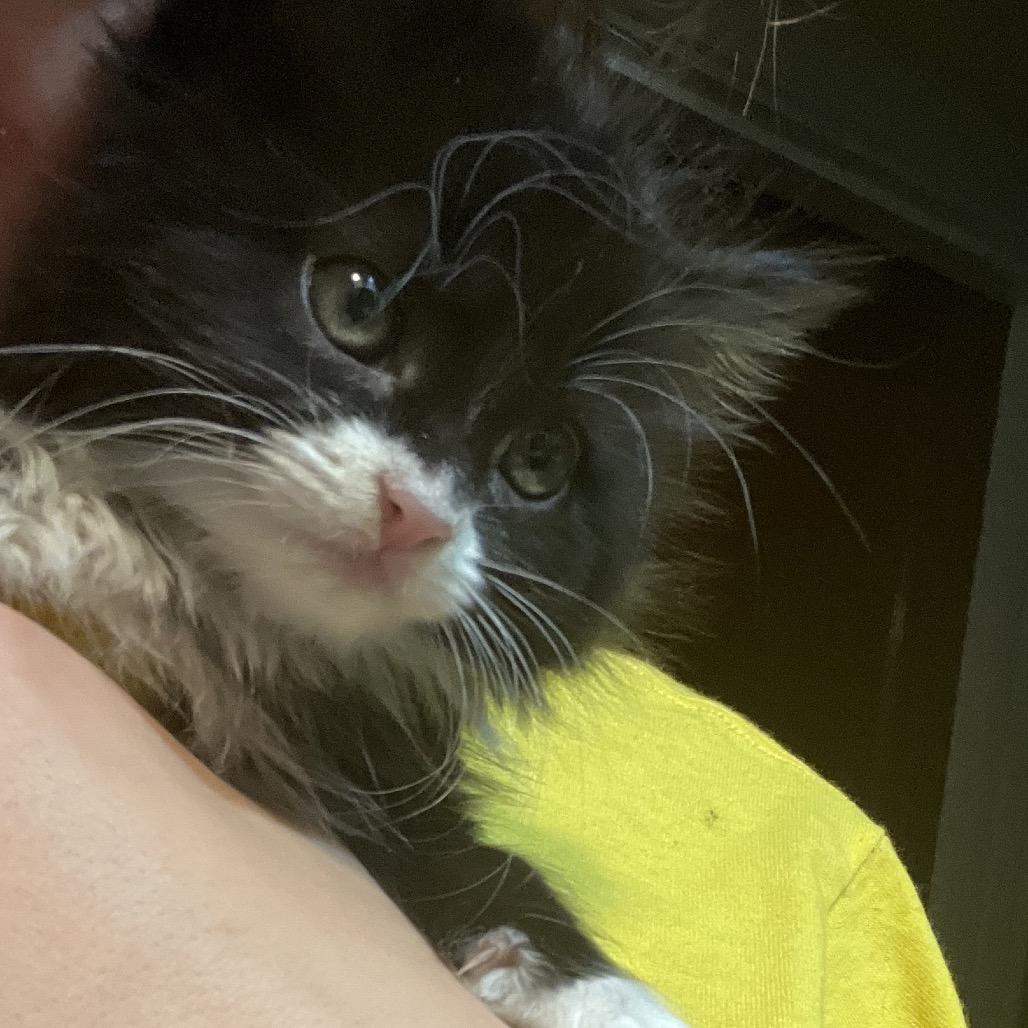 Mary, Adoptable, Kitten Female Domestic Long Hair.