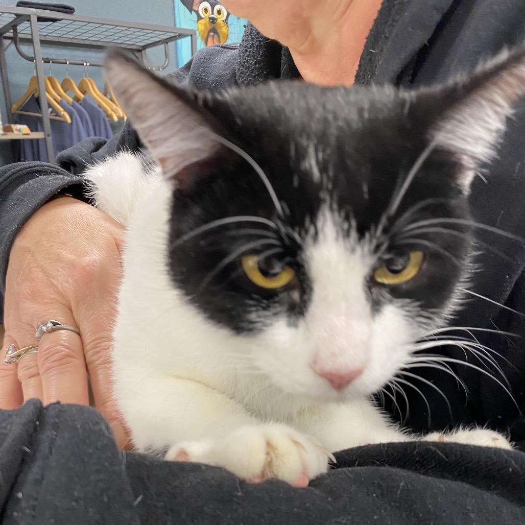 Chloe, a Adoptable Domestic Short Hair in Indiantown, FL image 1/3