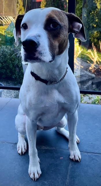 Rocco, Adult Male Jack Russell Terrier