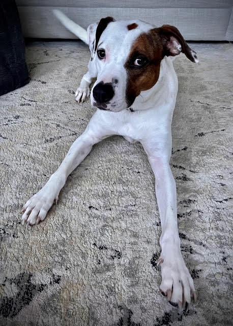 Rocco photo 3