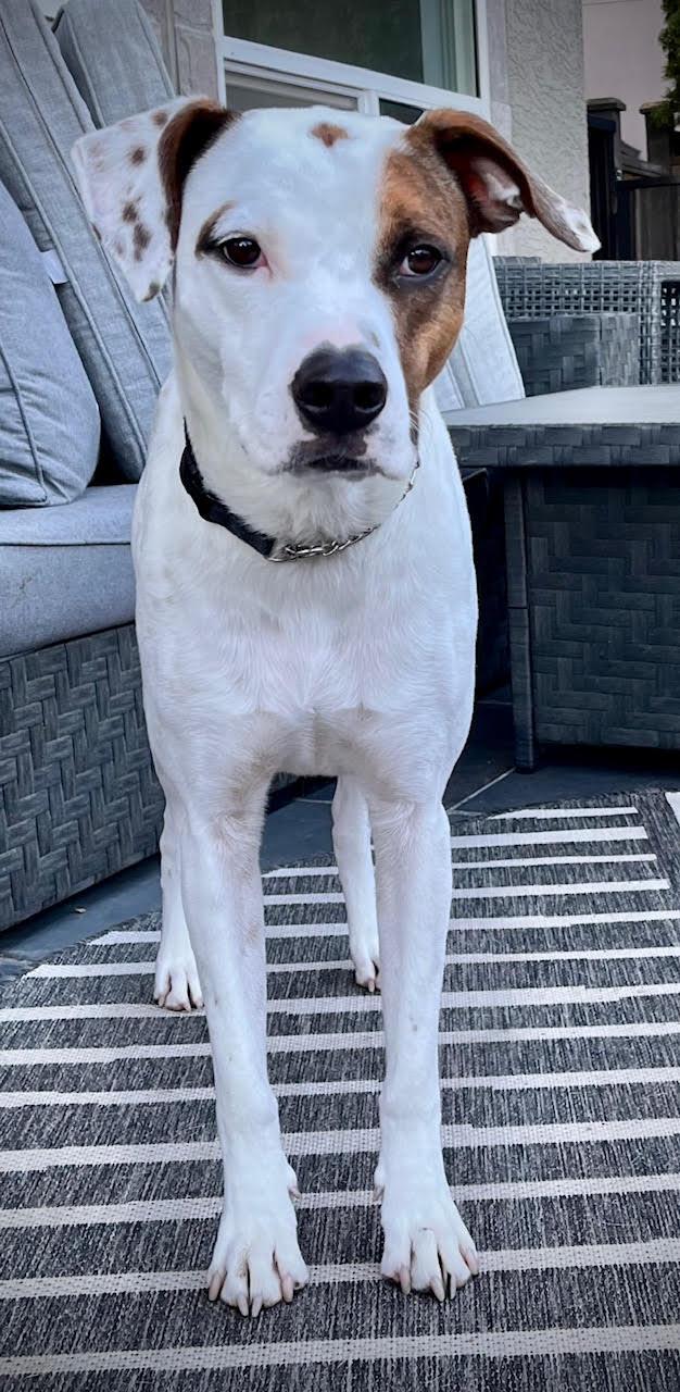 Rocco photo 2