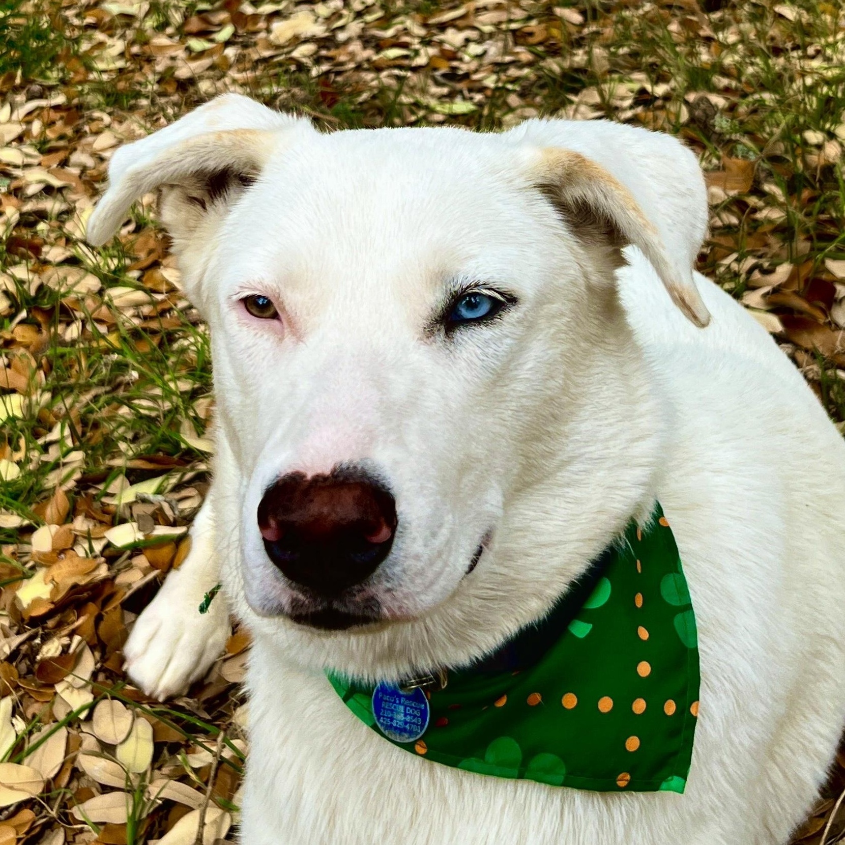Angel, a Adoptable mixed breed in Portland, OR image 4/6
