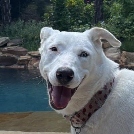 Angel, a Adoptable mixed breed in Portland, OR image 2/6