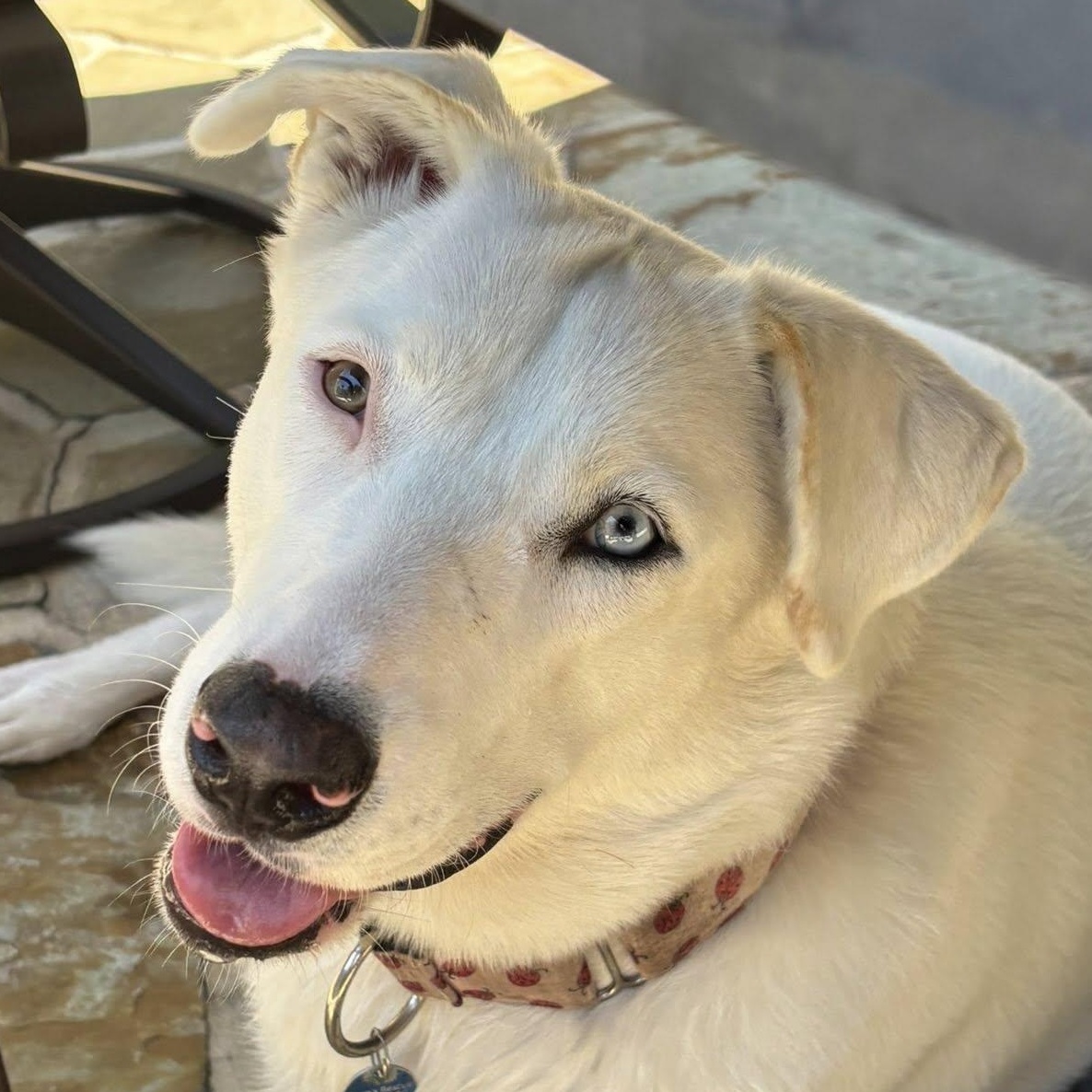 Angel, a Adoptable mixed breed in Portland, OR image 1/6
