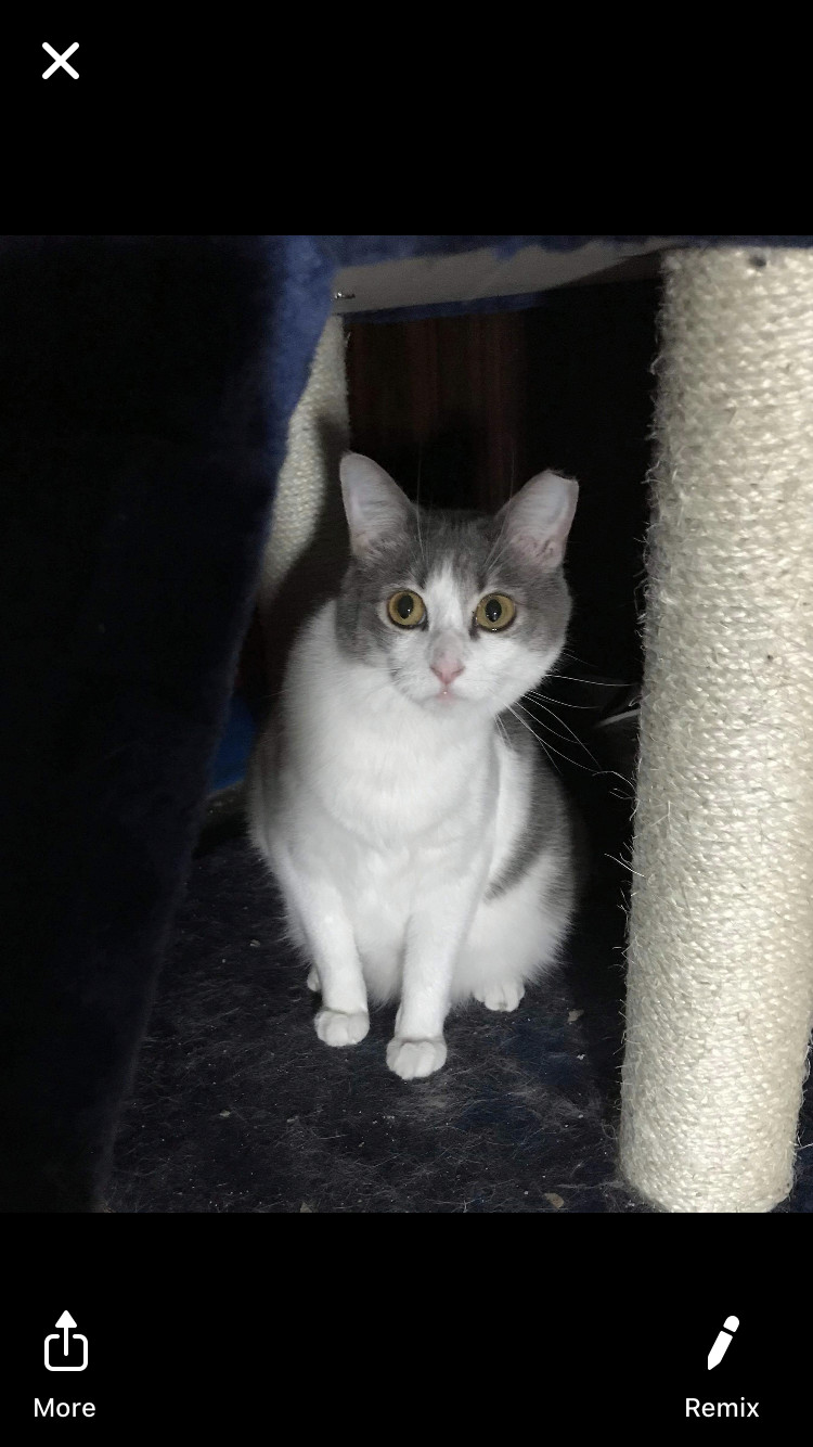 Enlarge Kitten, a Adoptable Domestic Short Hair in Carnegie, PA image 1/4