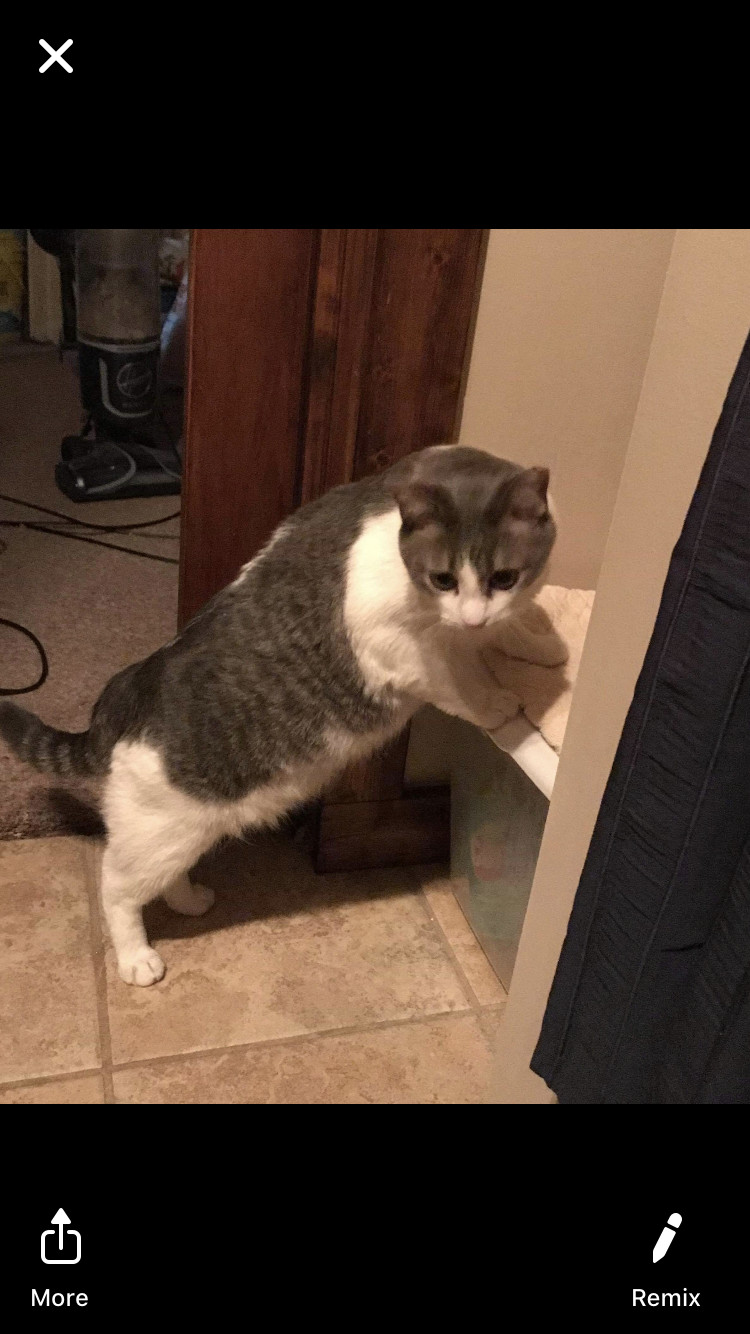 Enlarge Kitten, a Adoptable Domestic Short Hair in Carnegie, PA image 2/4