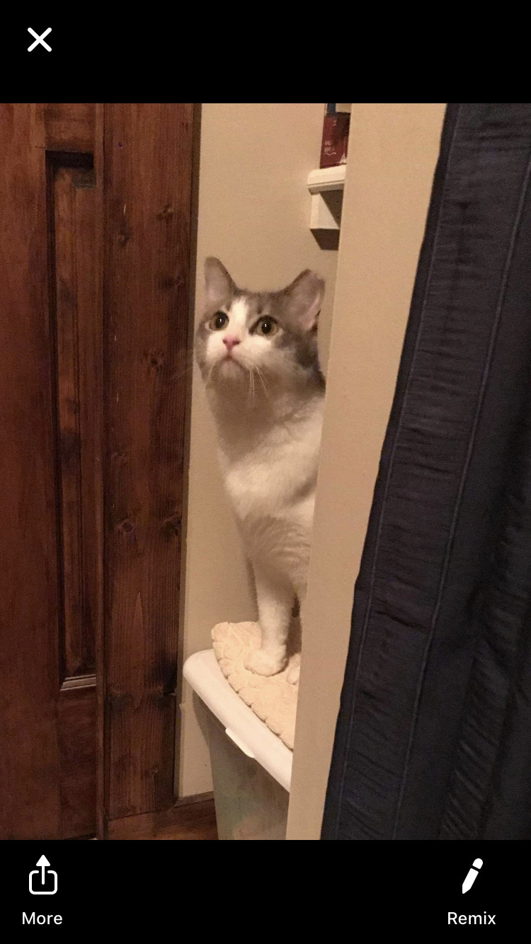 Enlarge Kitten, a Adoptable Domestic Short Hair in Carnegie, PA image 3/4