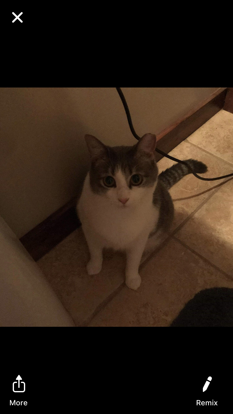 Enlarge Kitten, a Adoptable Domestic Short Hair in Carnegie, PA image 4/4