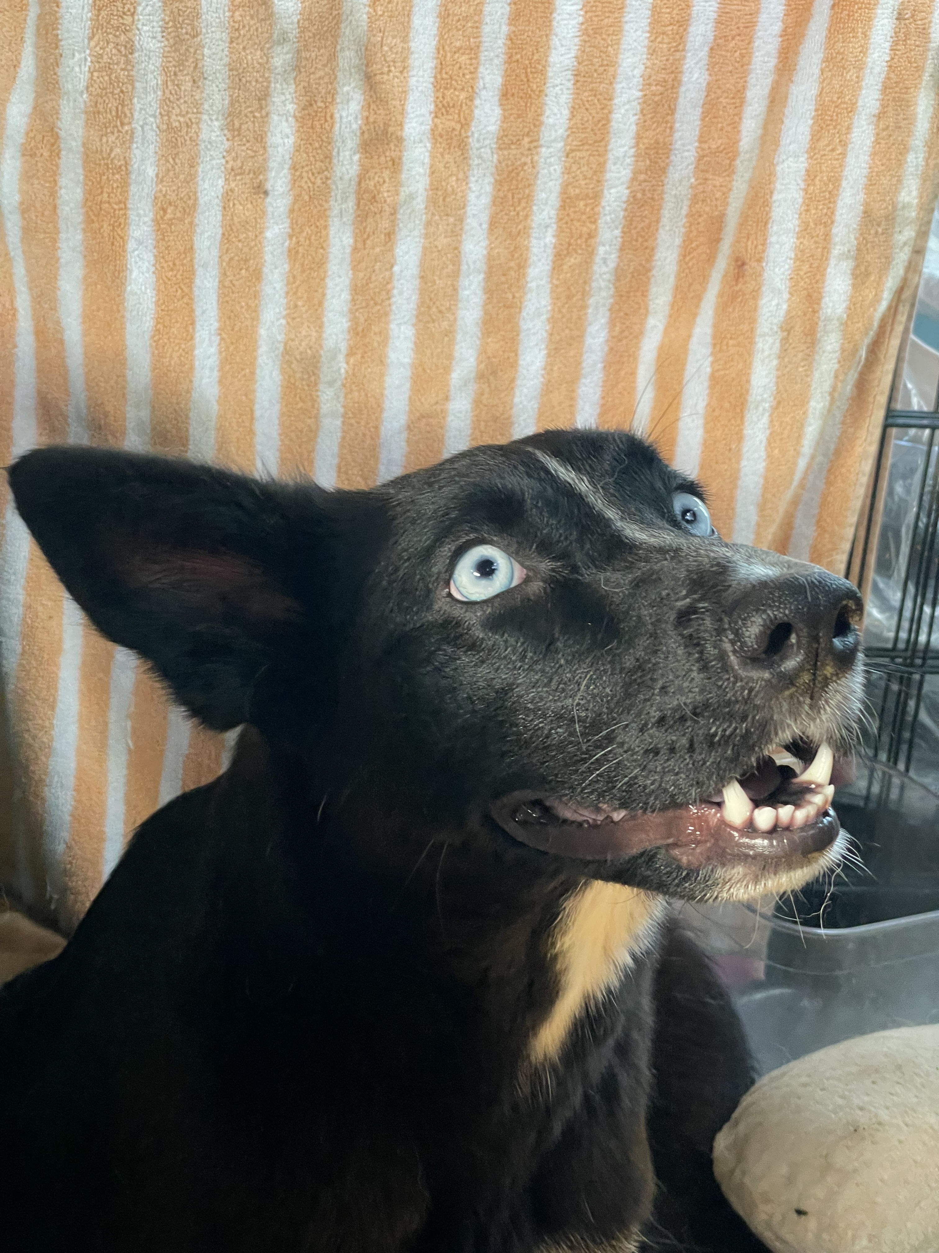 Ebba, a Adoptable mixed breed in Los Angeles, CA image 1/11