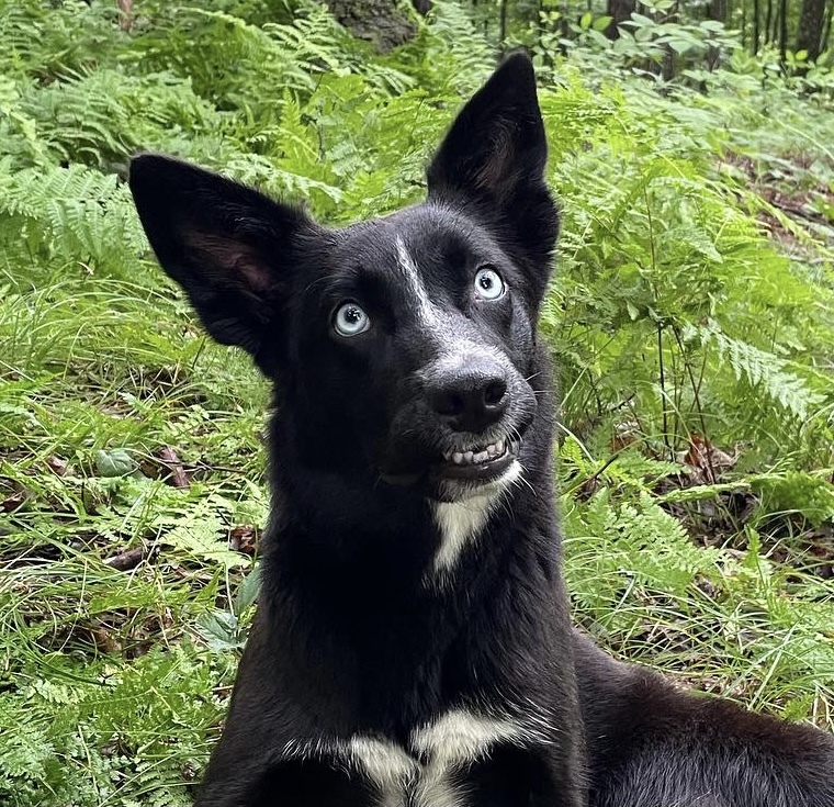 Ebba, a Adoptable mixed breed in Los Angeles, CA image 2/11