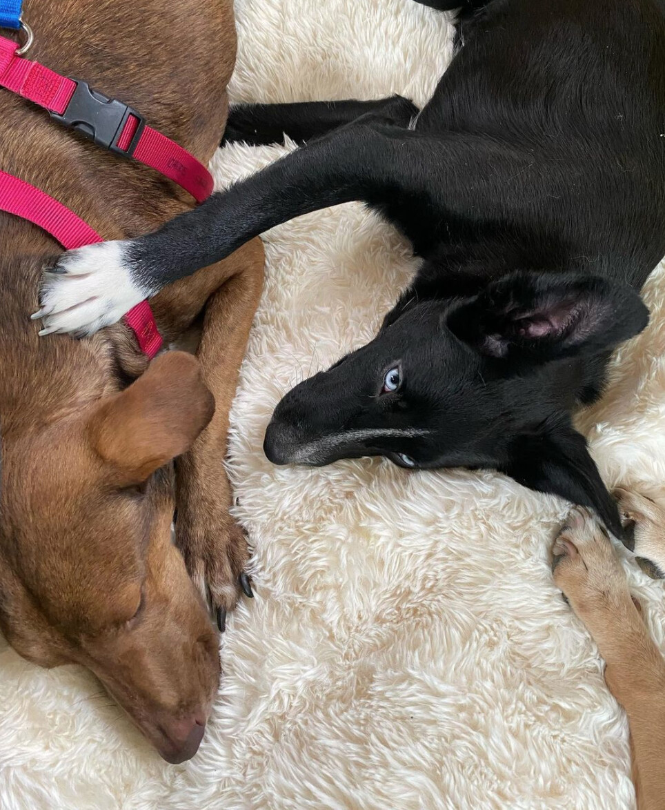 Ebba, a Adoptable mixed breed in Los Angeles, CA image 4/11