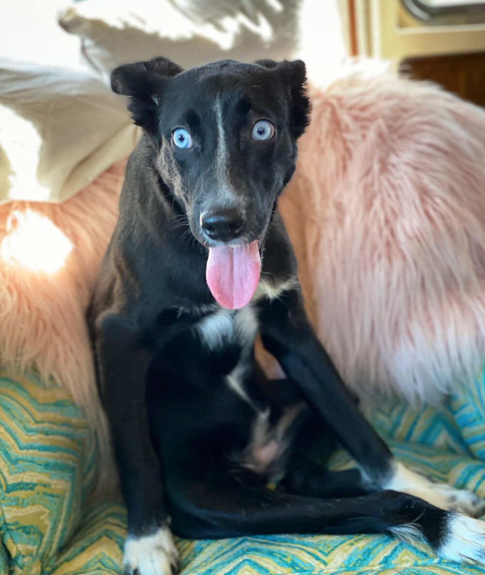 Ebba, Adoptable, Adult Female Labrador Retriever & Husky.