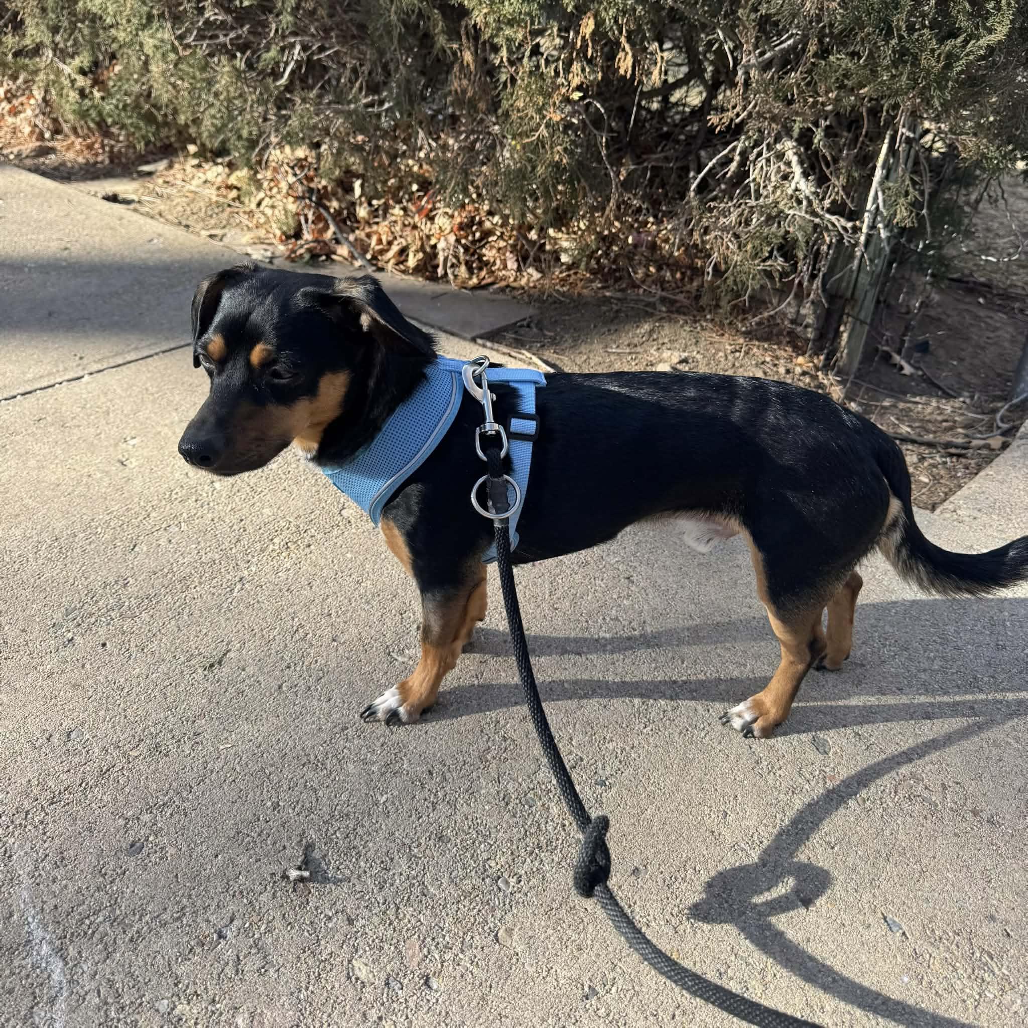 Pete, an adopted mixed breed in Boulder, CO image 3/6