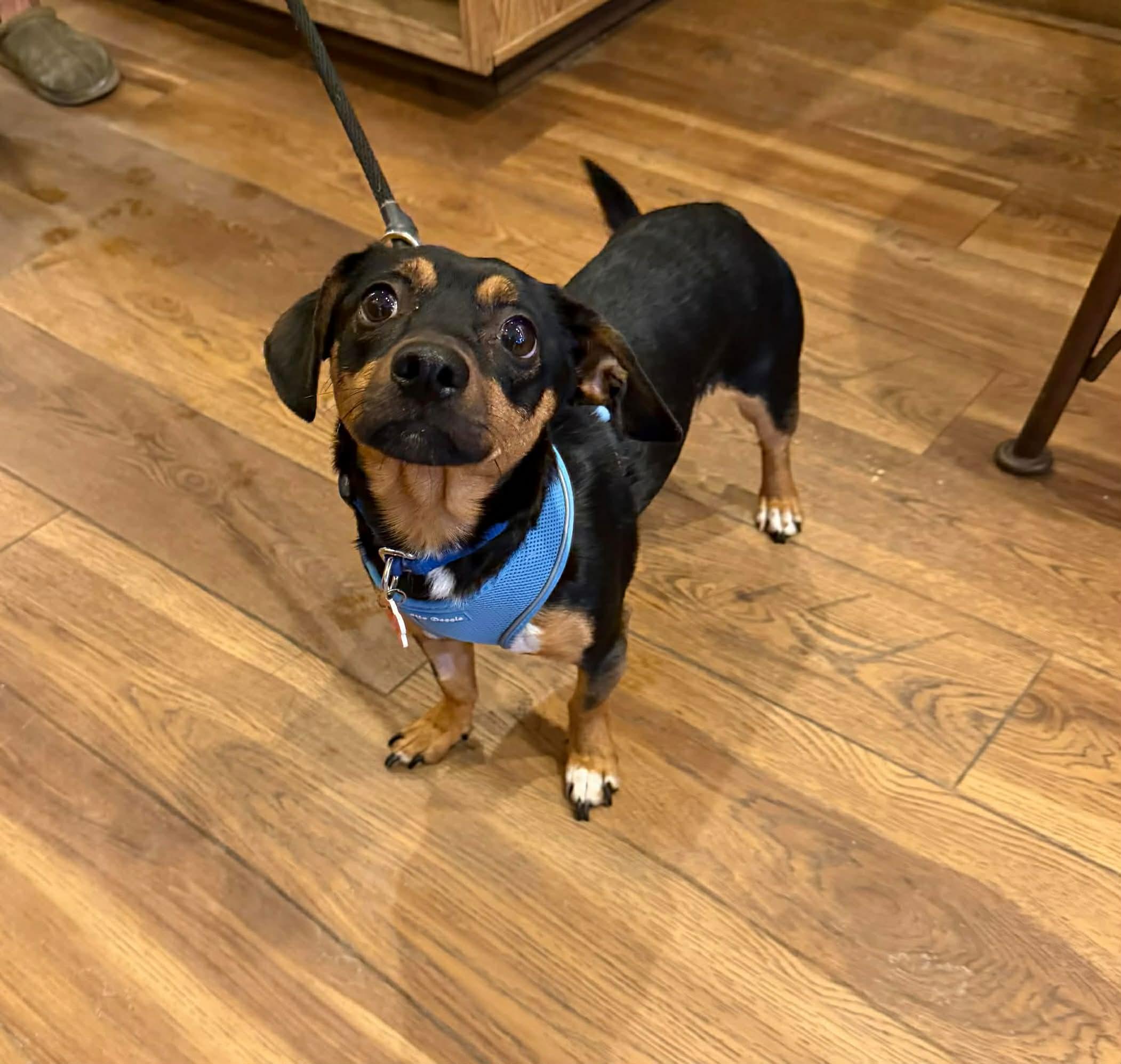 Pete, an adopted mixed breed in Boulder, CO image 5/6