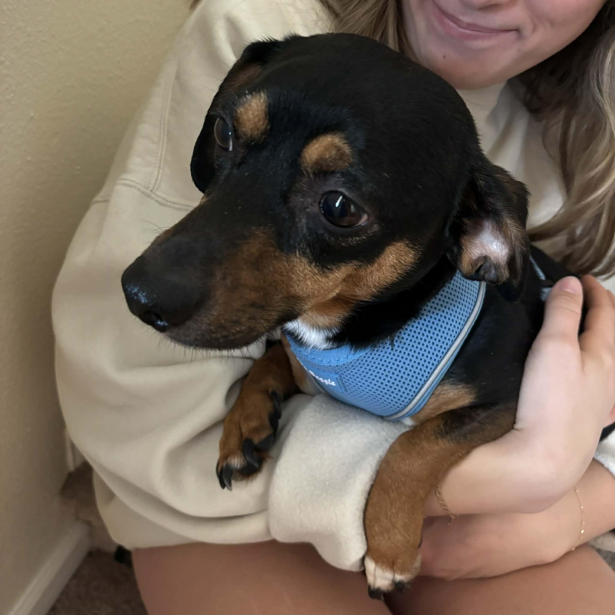 Pete, an adopted mixed breed in Boulder, CO image 6/6