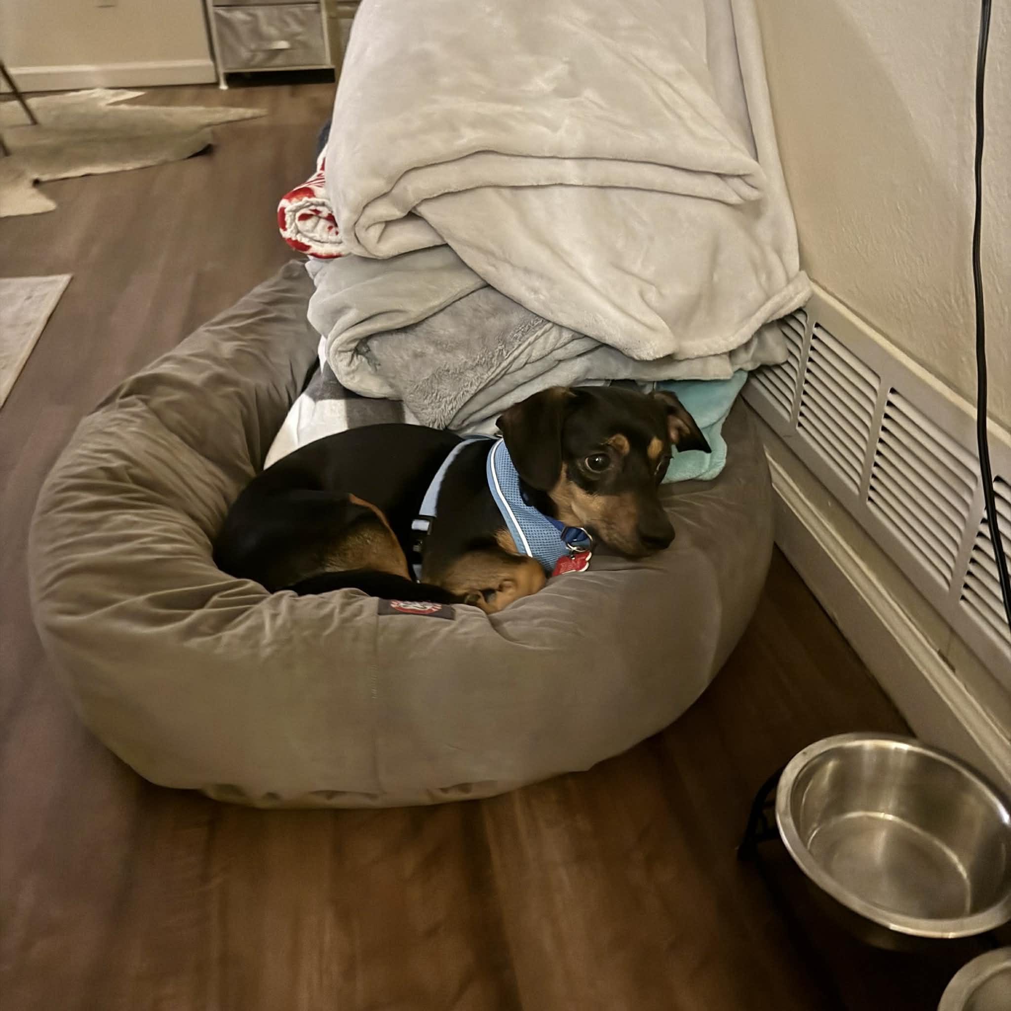 Pete, an adopted mixed breed in Boulder, CO image 2/6