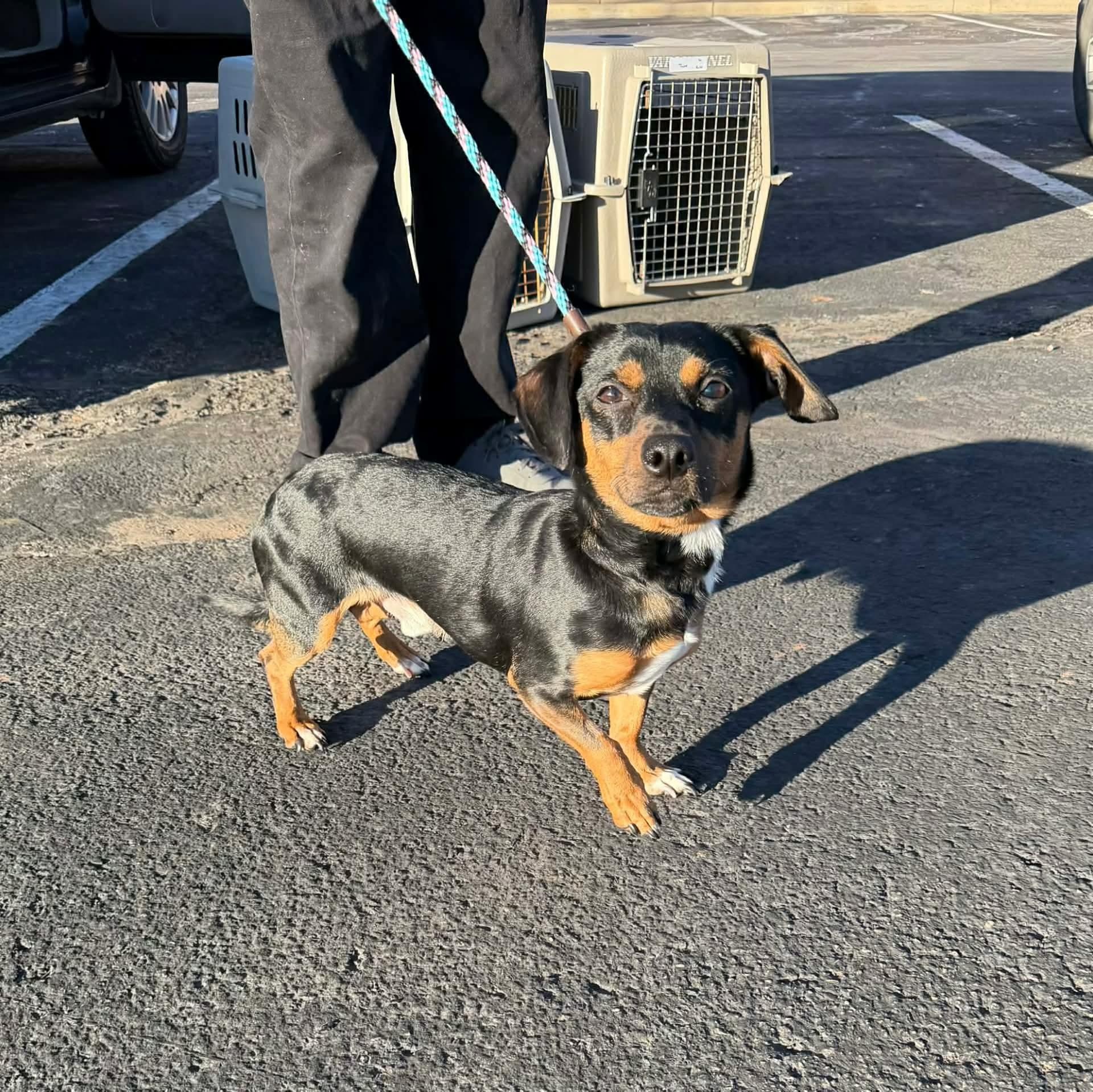 Pete, an adopted mixed breed in Boulder, CO image 1/6