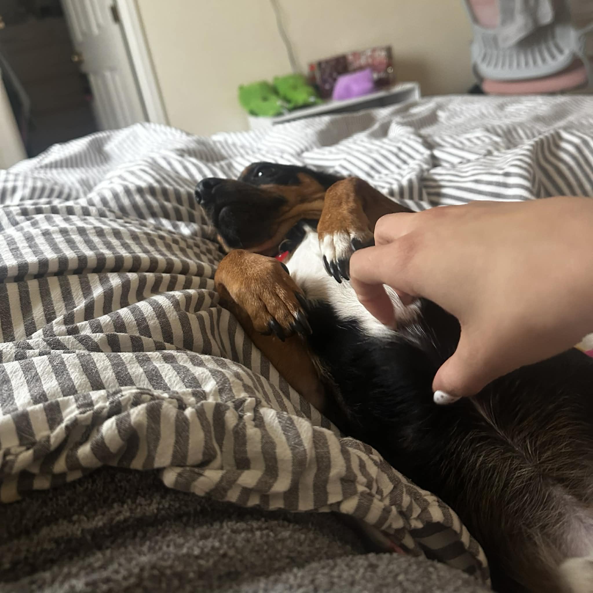 Pete, an adopted mixed breed in Boulder, CO image 4/6