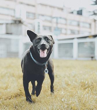 ZULO, ADOPTABLE, Adult Male Labrador Retriever.