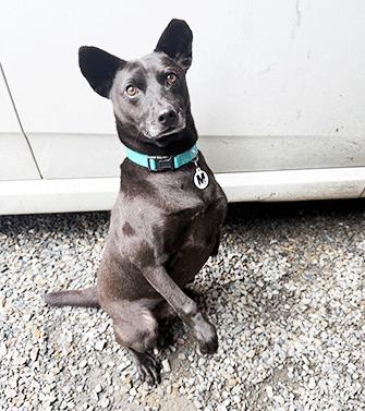 Enlarge ZULO, a ADOPTABLE mixed breed in Castro Valley, CA image 3/3