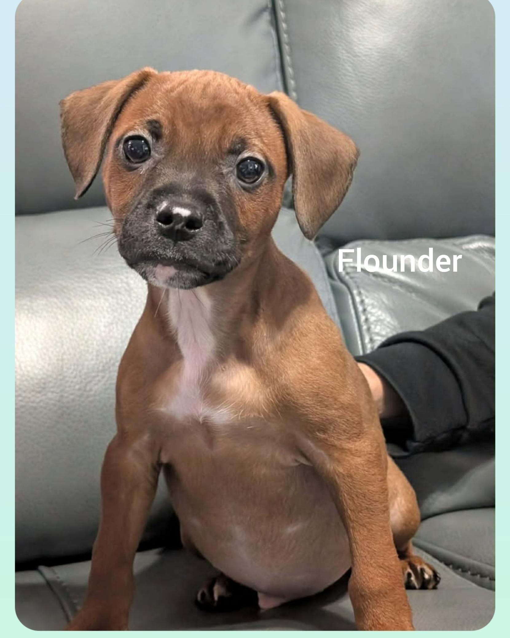 Enlarge Flounder ( Orlando Fl), a Adoptable mixed breed in Orlando, FL image 1/1