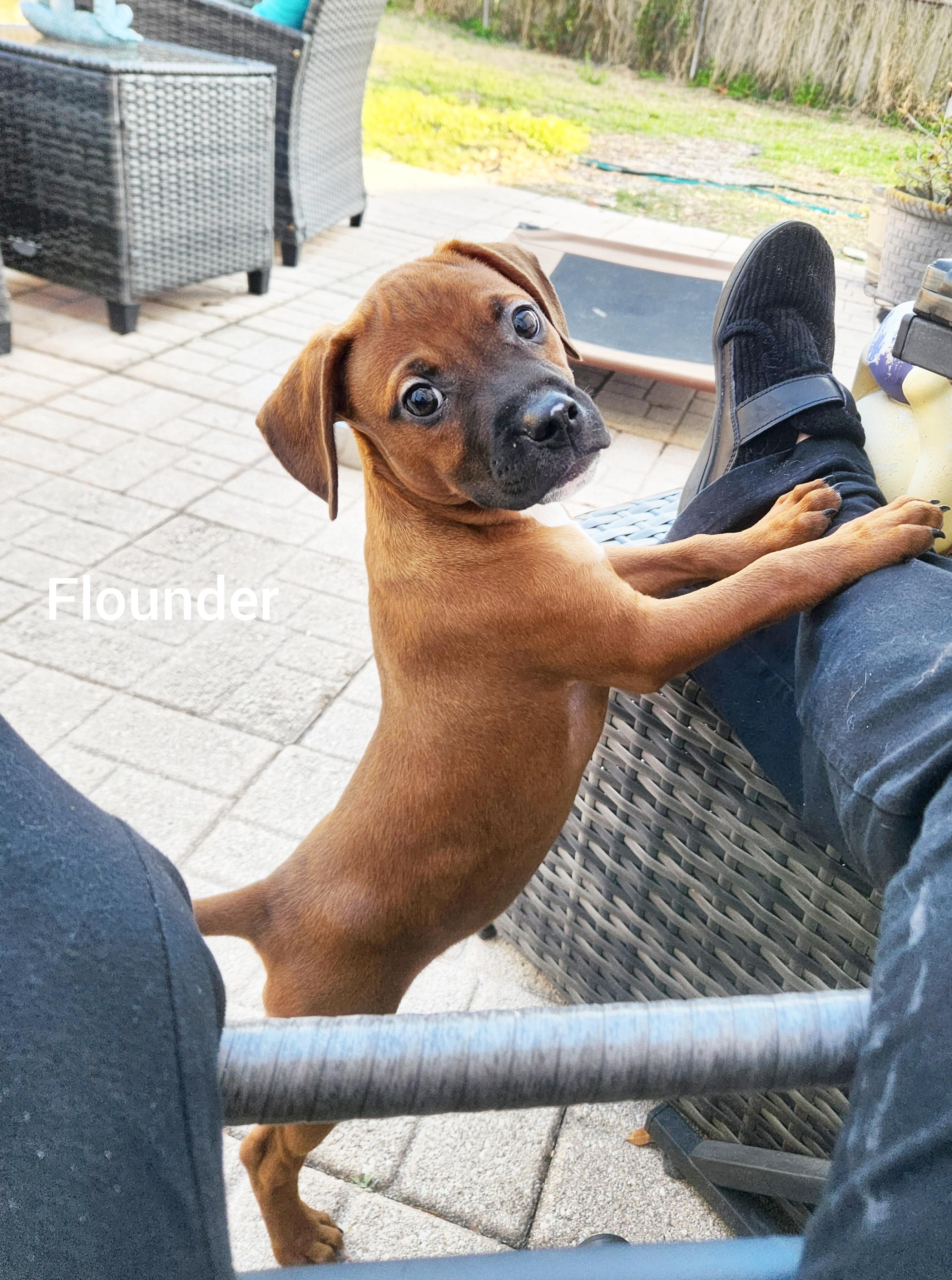 Flounder ( Orlando Fl), Adoptable, Puppy Male Feist & Jack Russell Terrier.